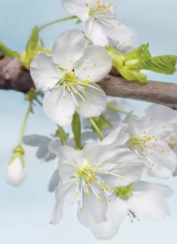 Blossom